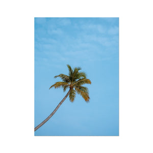 Lonely Palm
